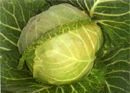 a06