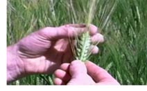 crop health