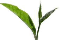 tea a